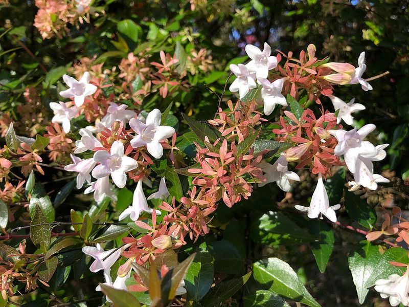 Glossy Abelia