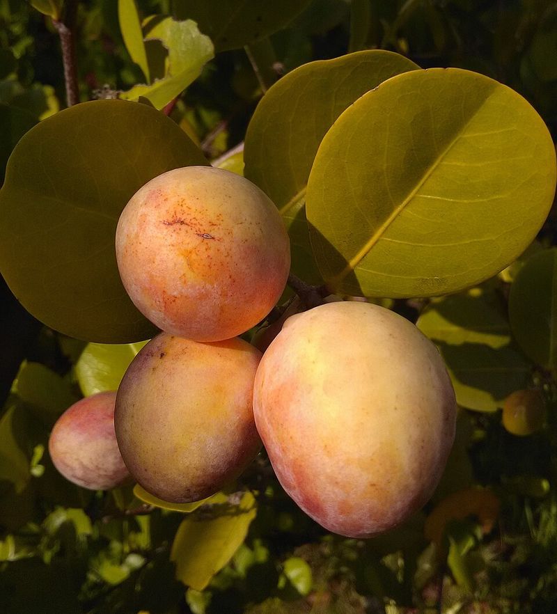 Cocoplum