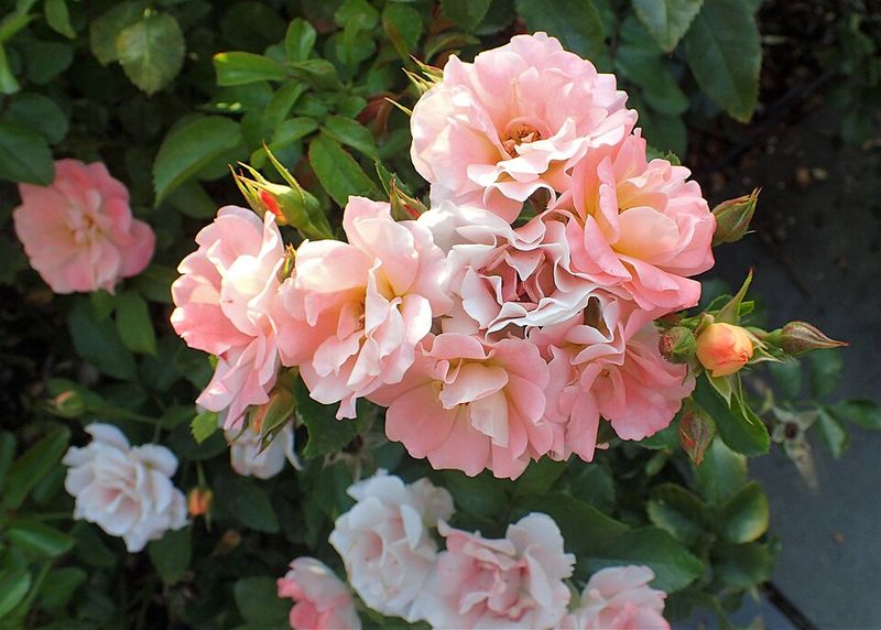 Drift Rose