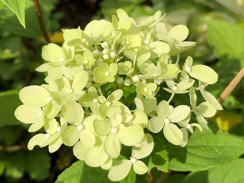 Little Lime Hydrangea