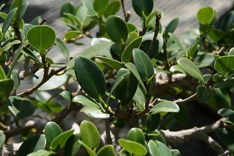 Green Island Ficus