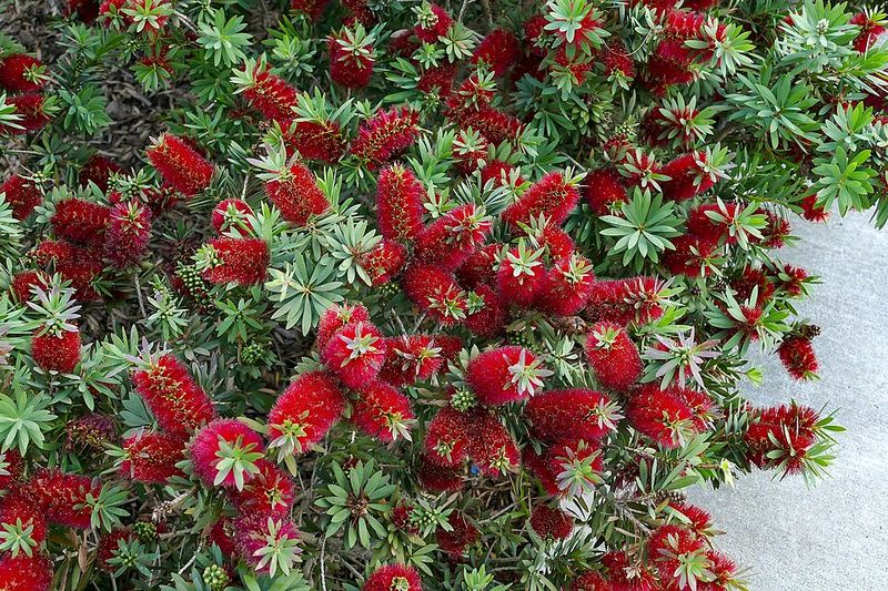 Dwarf Bottlebrush