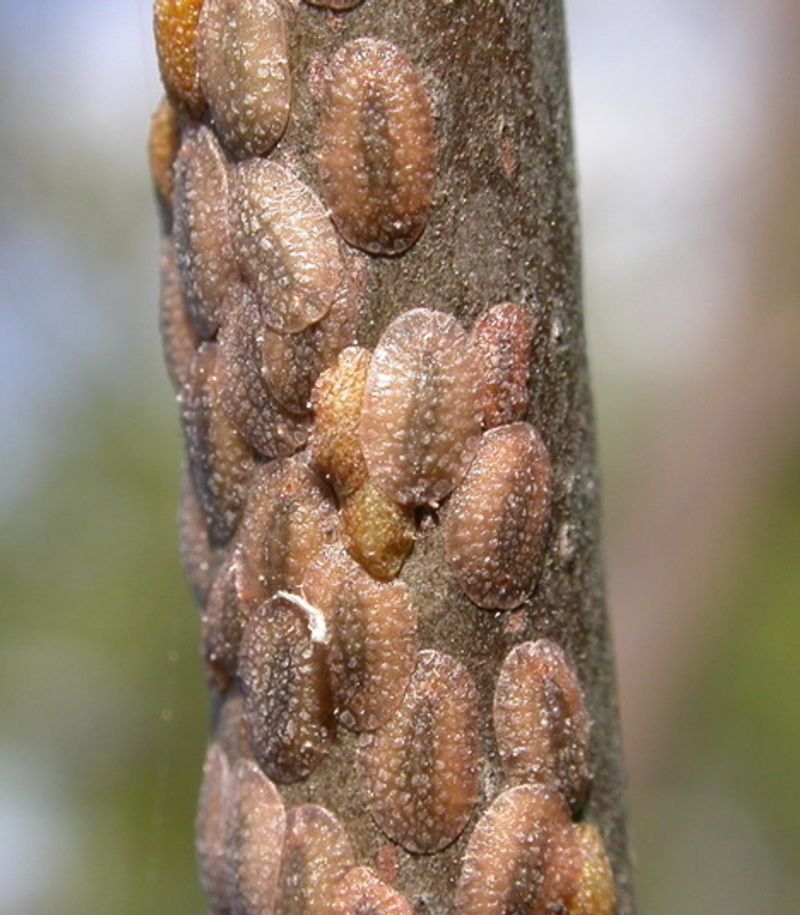 Scale Insects