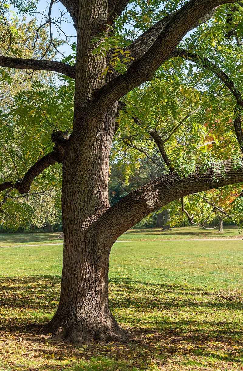 Black Walnut