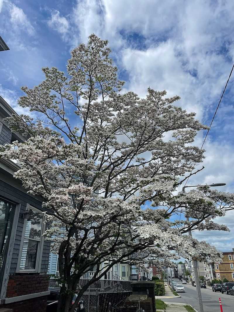 Flowering Dogwood