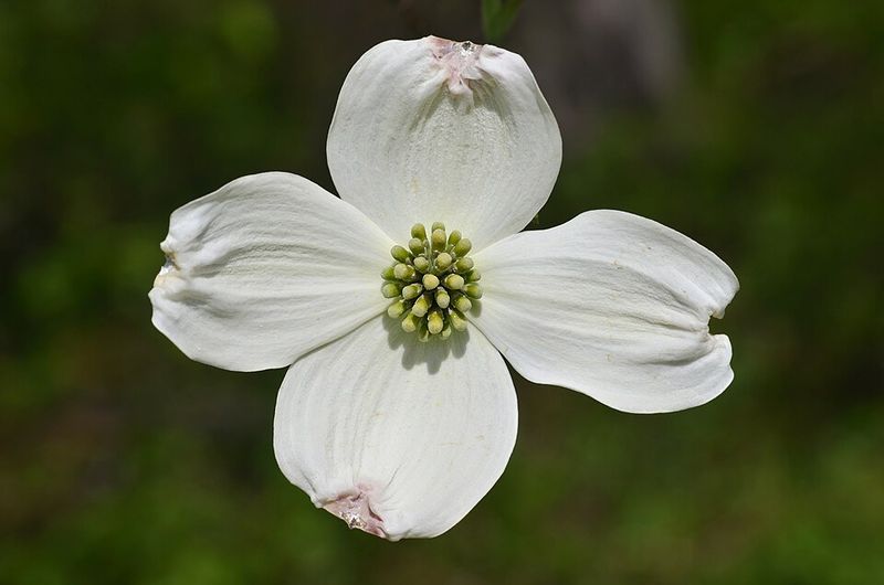 Flowering Dogwood