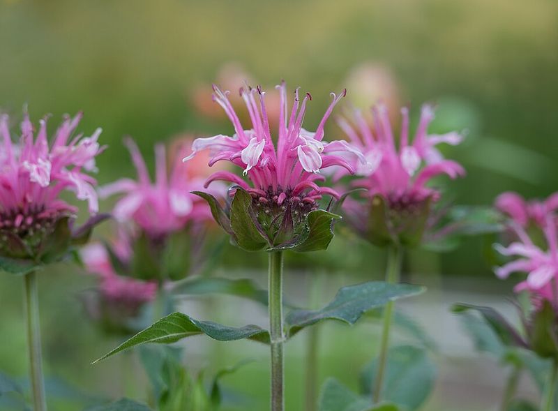 Pollinators Love the Mix