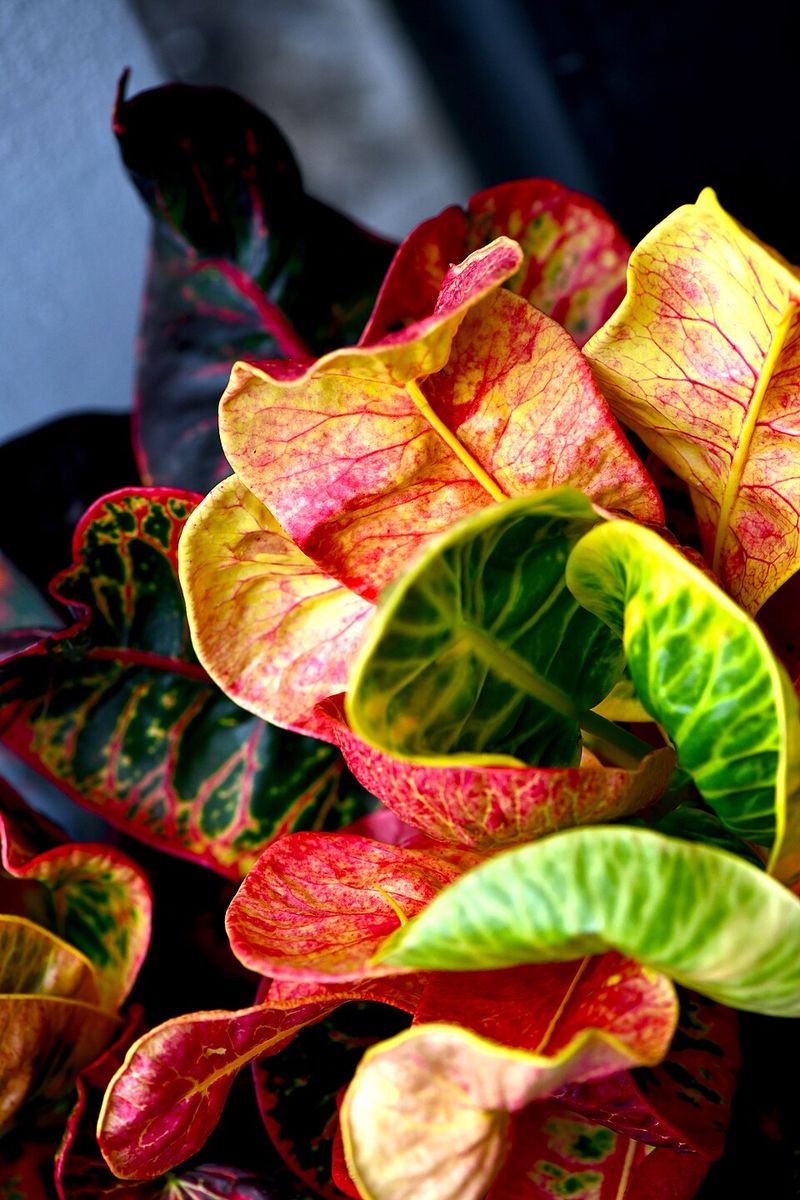 Croton