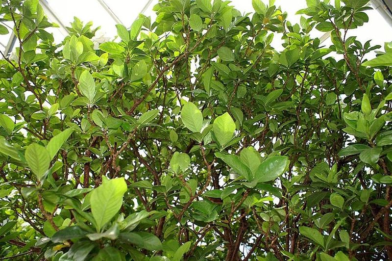 Dwarf Gardenia