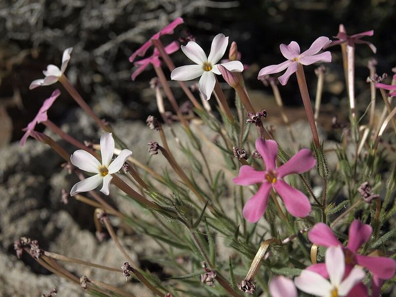 Night Phlox