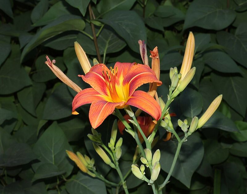 Daylily