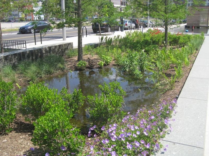 Rain Gardens and Moist Microclimates
