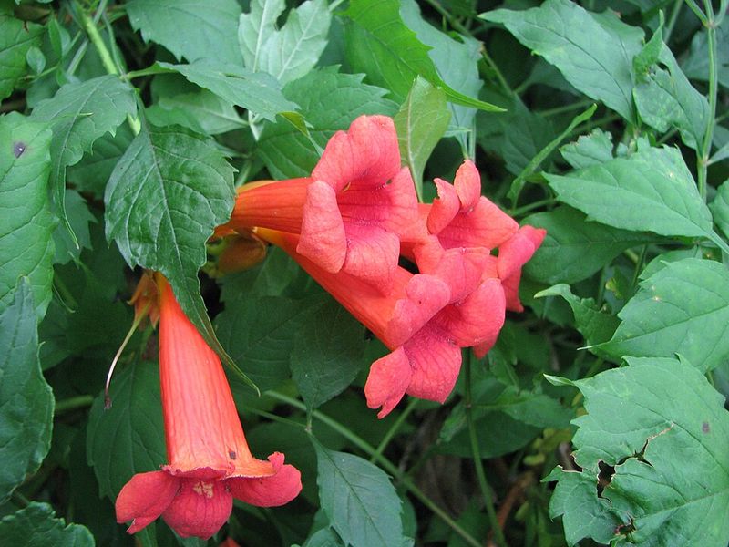 Trumpet Creeper