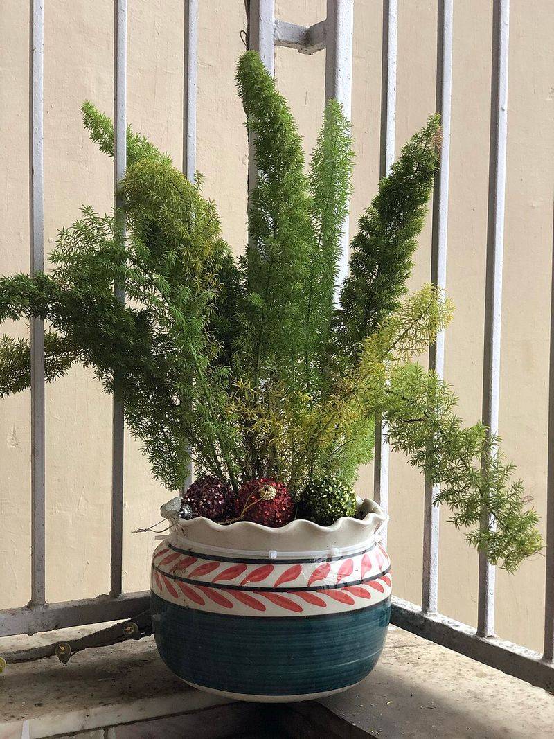 Foxtail Fern