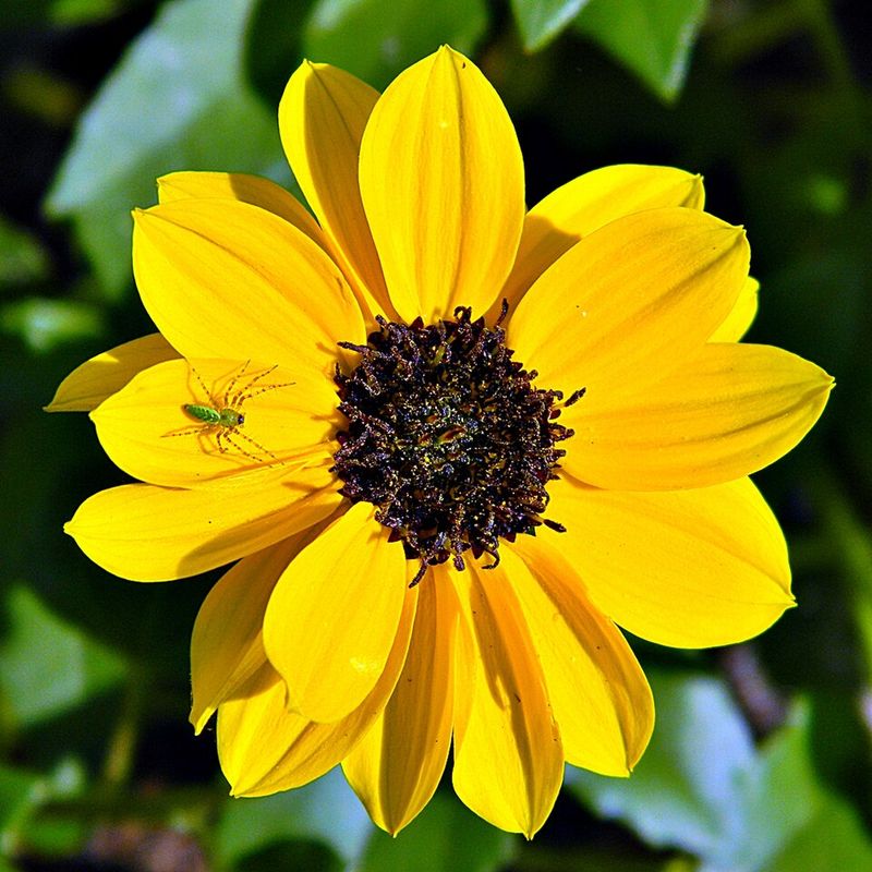 Beach Sunflower