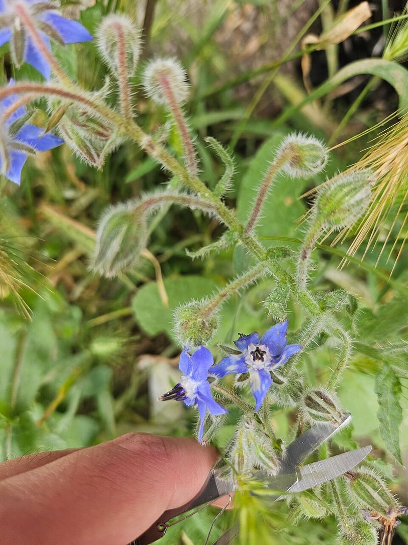 Grows Well From Seed