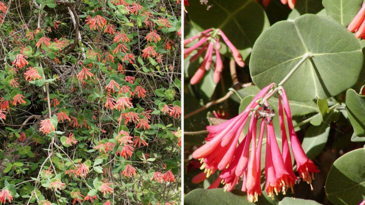 Florida Gardeners Are Covering Fences With Coral Honeysuckle For Good Reason