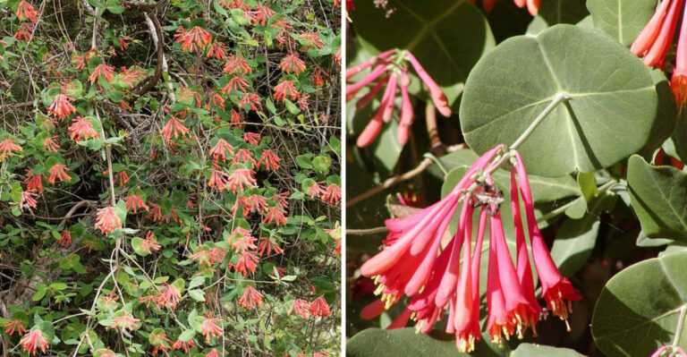 Florida Gardeners Are Covering Fences With Coral Honeysuckle For Good Reason