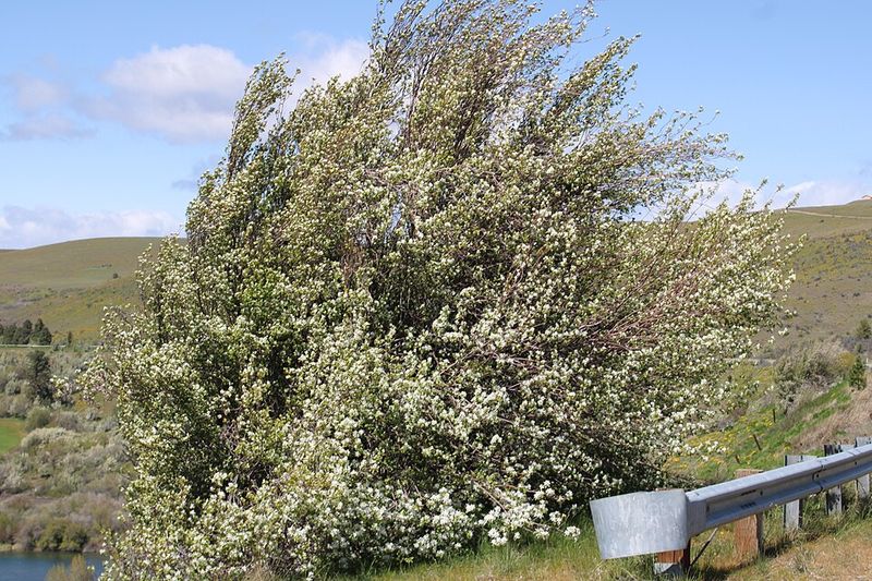 Serviceberry