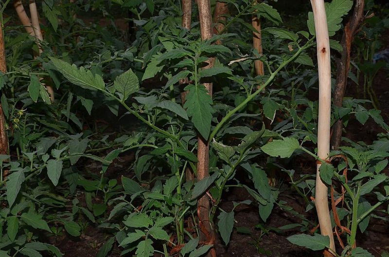 Cool Nights Can Interfere With Pollination