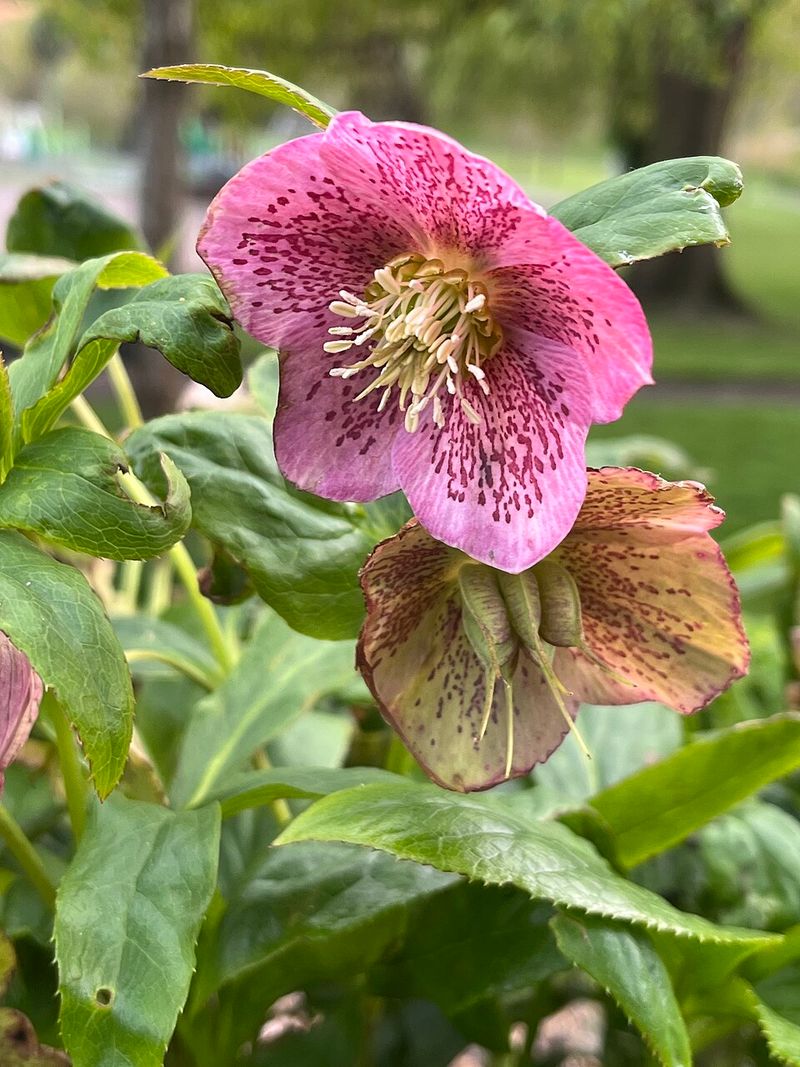 Lenten Rose