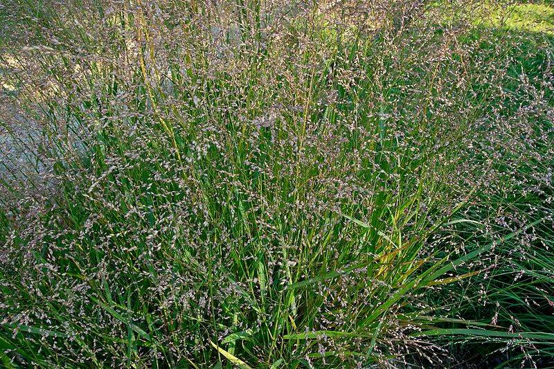 Switchgrass