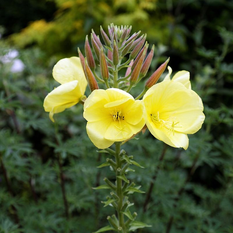 Evening Primrose