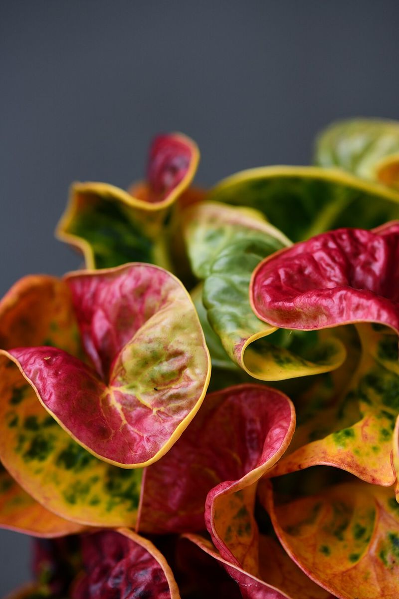 Croton