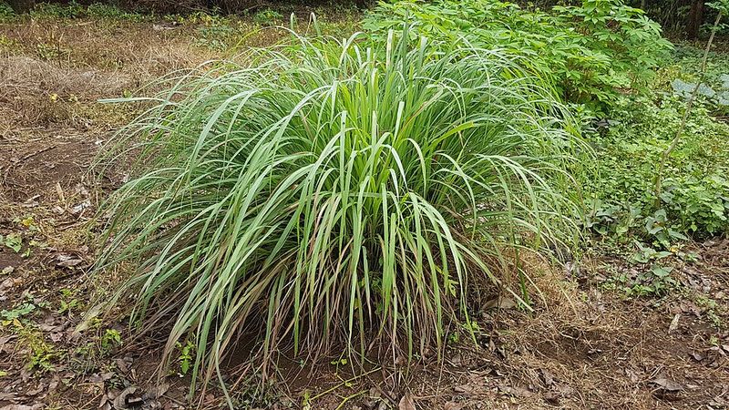 Its Citrus Scent Makes Outdoor Spaces Feel Fresher