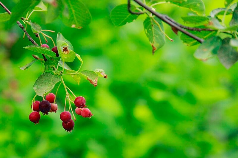 Serviceberry