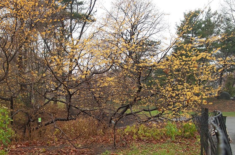 Witch Hazel