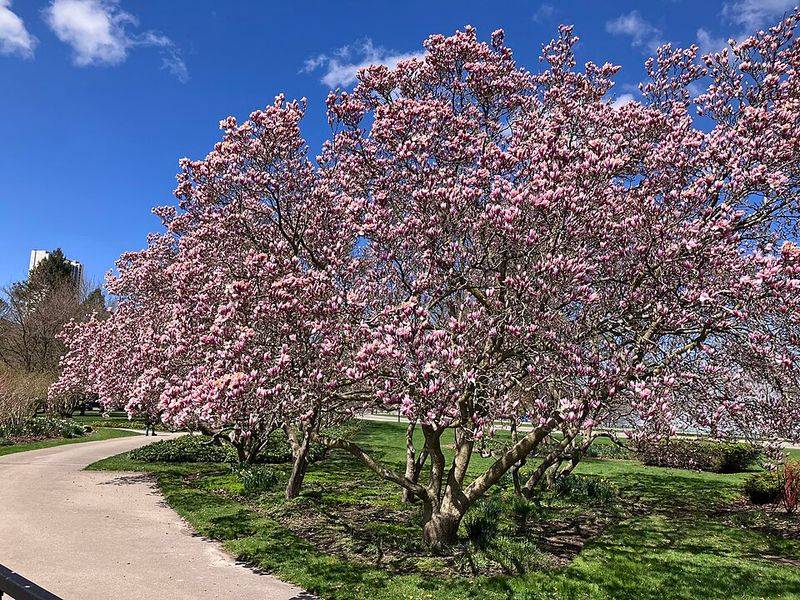 Saucer Magnolia