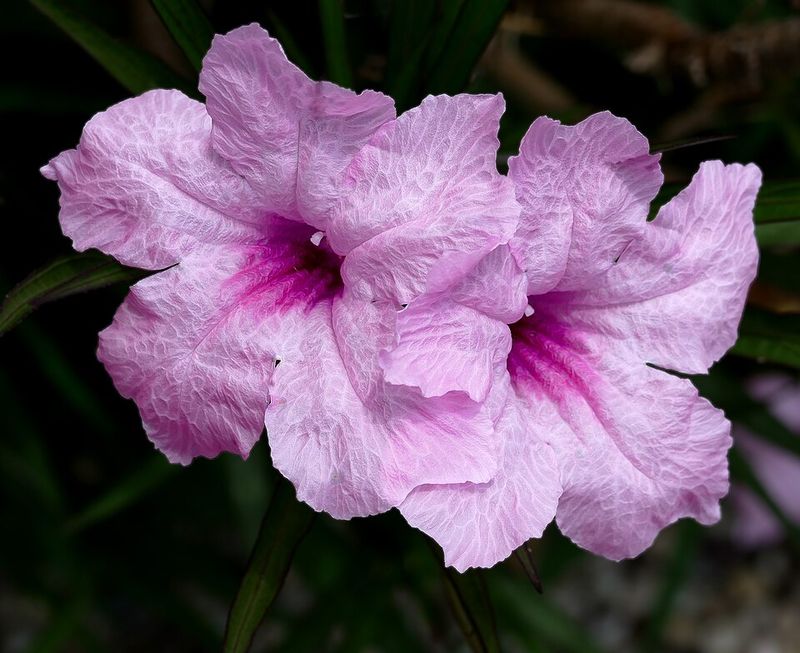 Dwarf Ruellia