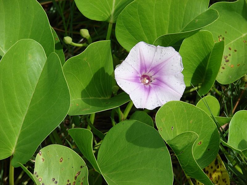 Railroad Vine
