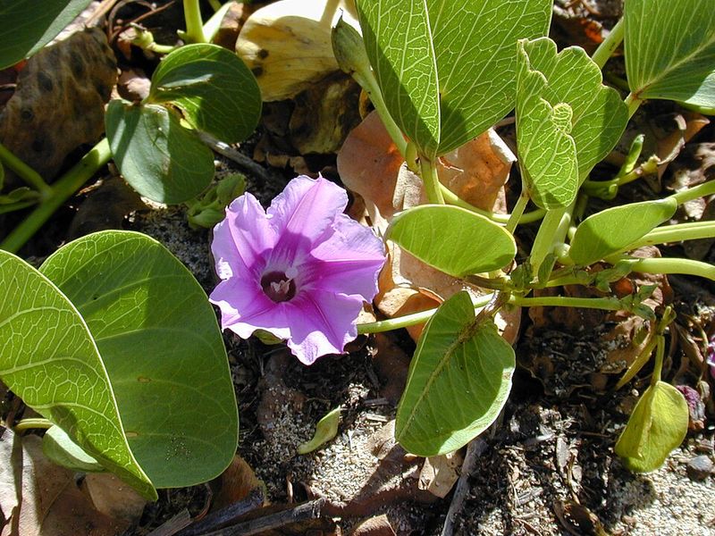 Railroad Vine