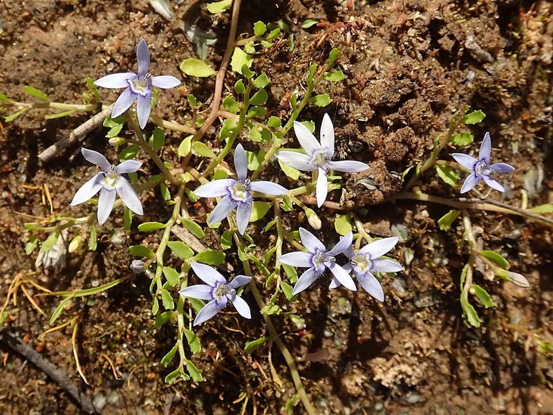 Blue Star Creeper