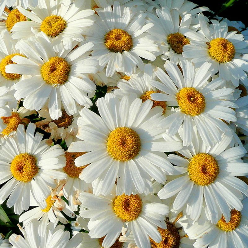 Shasta Daisy