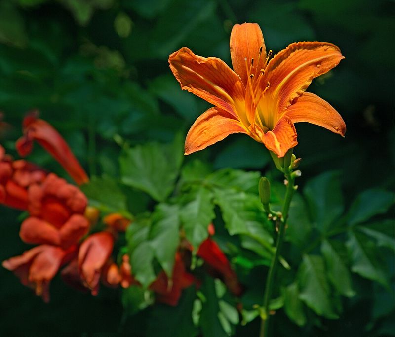 Daylily