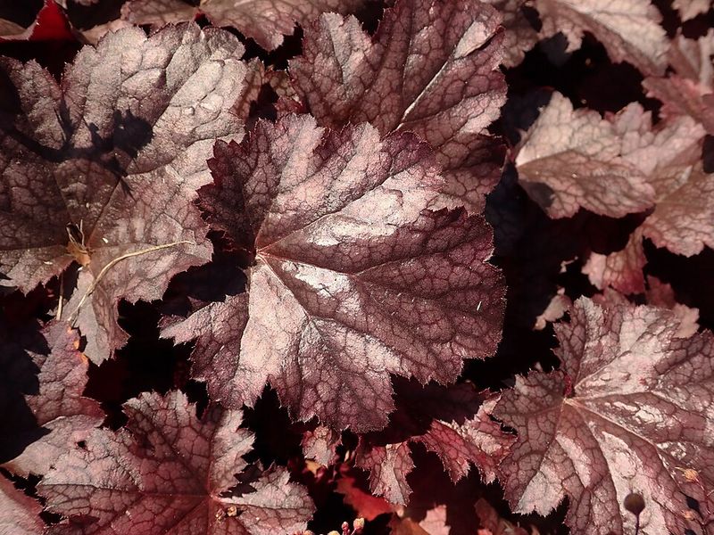 Coral Bells