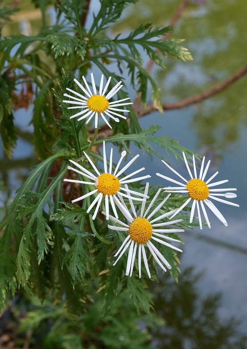 Shasta Daisy
