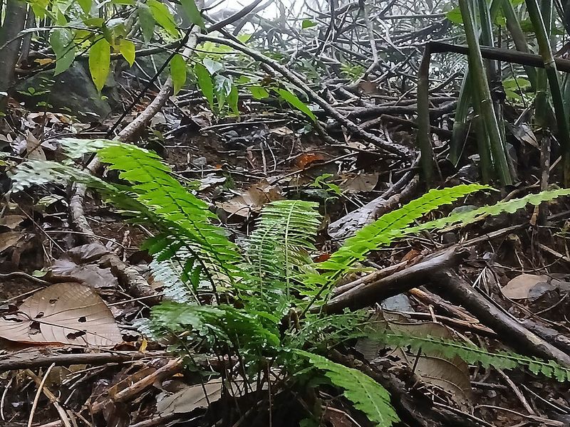 Woodland Edges Are Expanding