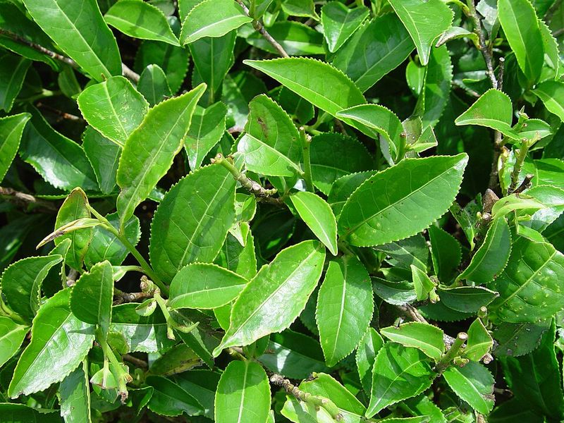The best replacements depend on the job each shrub needs to do