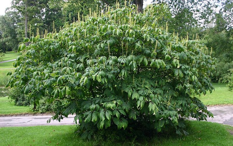 Bottlebrush Buckeye