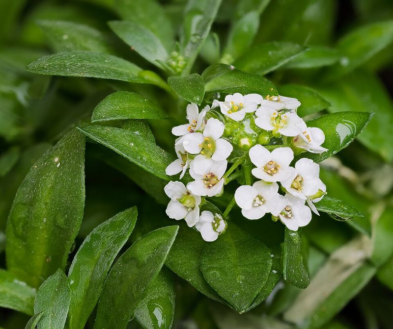 Sweet Alyssum