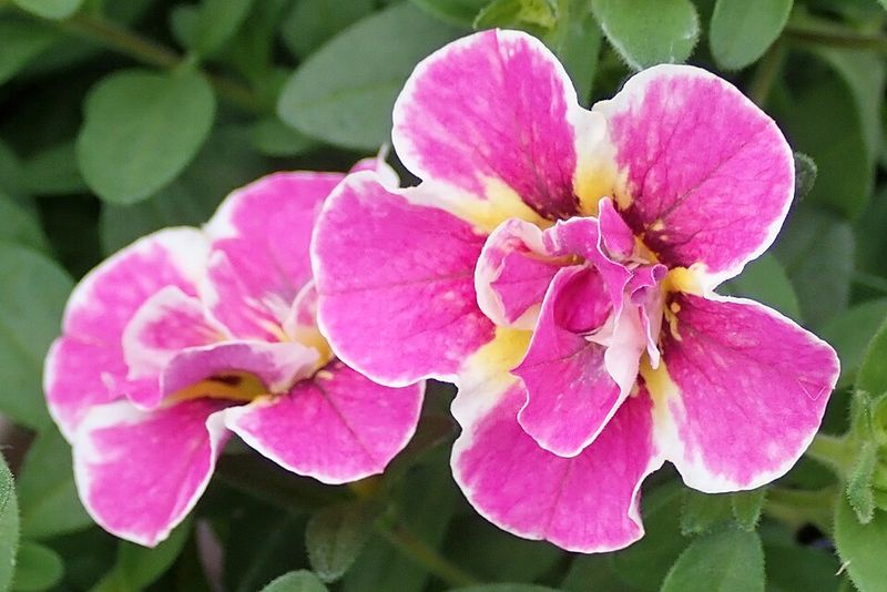 Calibrachoa