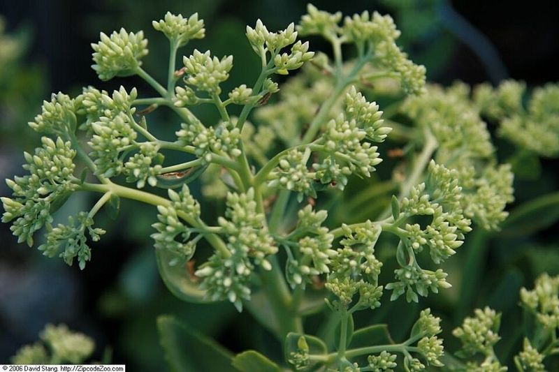 Autumn Joy Sedum