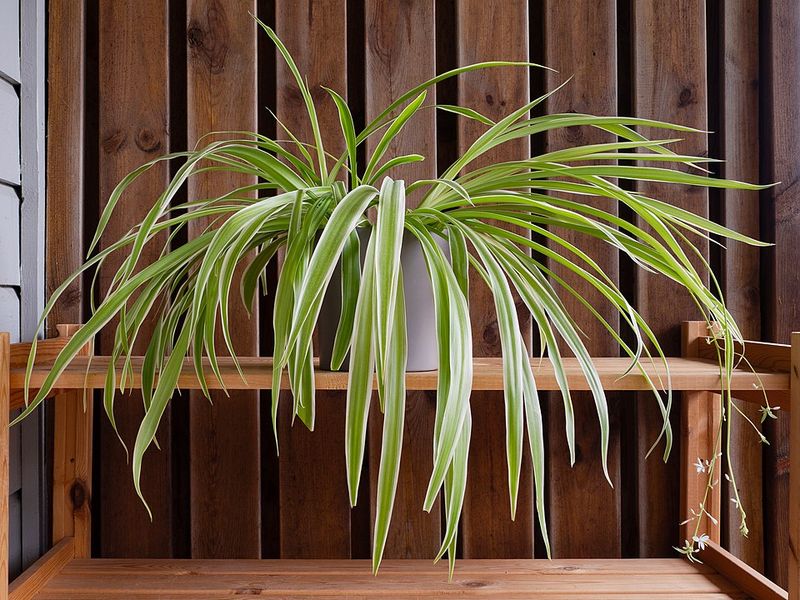 Use a Fast-Draining Potting Mix That Stays Airy