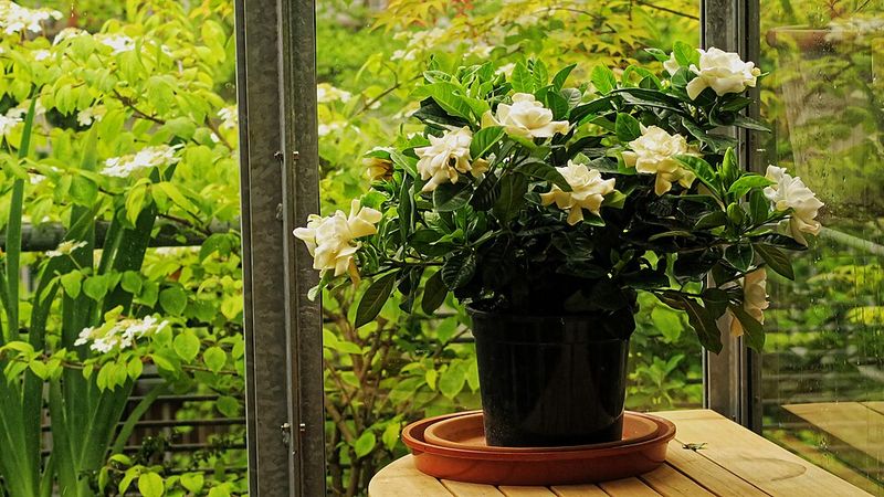 Protect container gardenias from summer stress