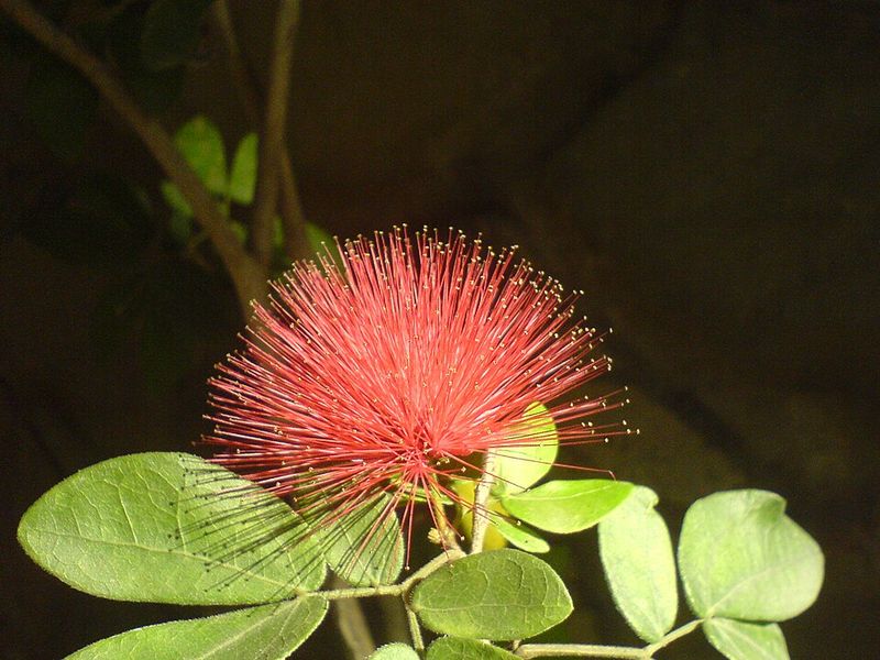 Dwarf Powderpuff