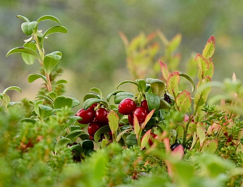 Partridgeberry